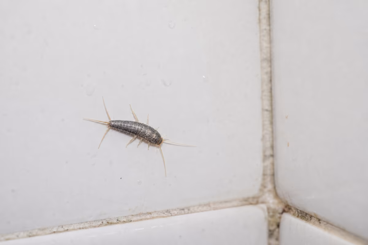Blizu prikaz srebrne ribice na vlažnom zidu u kupaonici