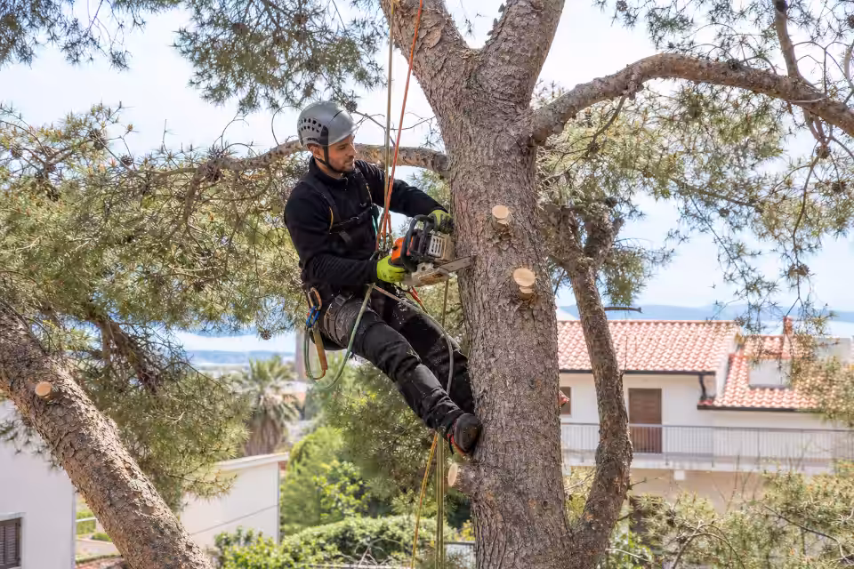 Profesionalni arborist sječe grane velikog stabla u dvorištu koristeći sigurnosnu opremu