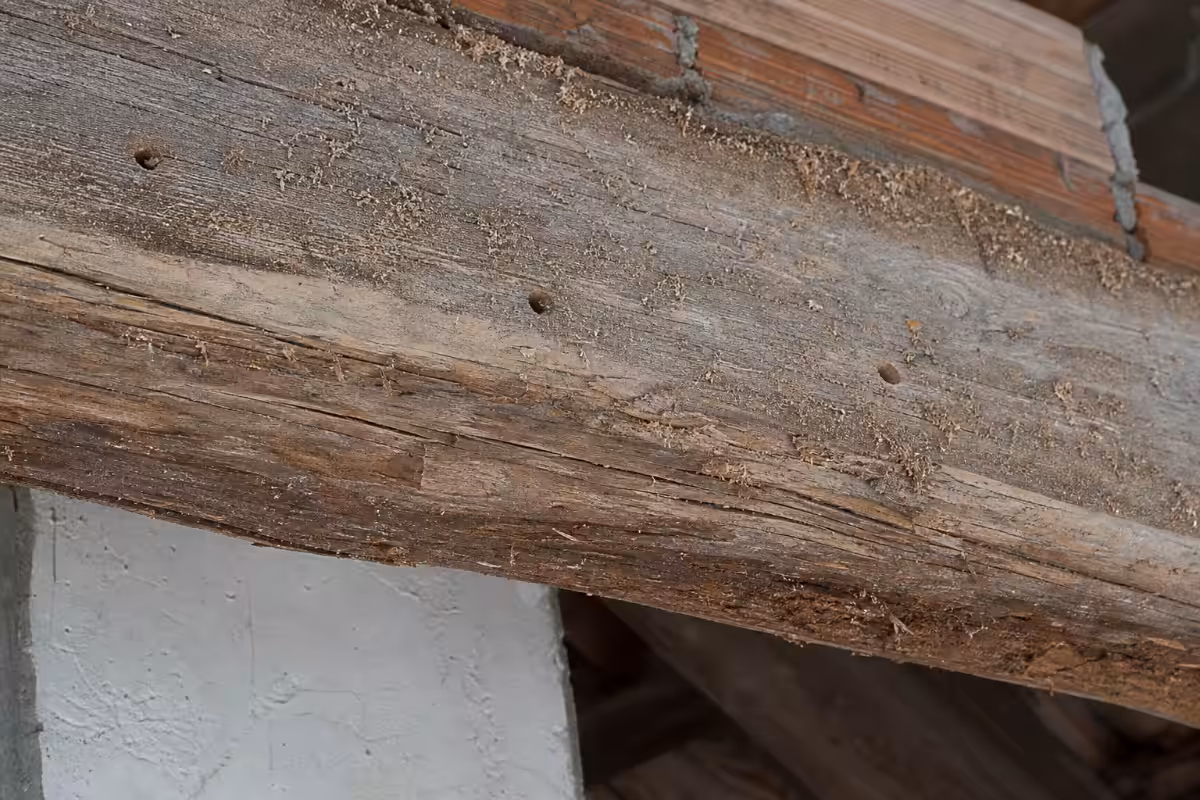 Detalj drvene grede s vidljivim izletnim rupicama i finom piljevinom